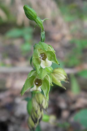 [click] Epipactis pontica, A   Burgenland, Punitz 2.8.2011 