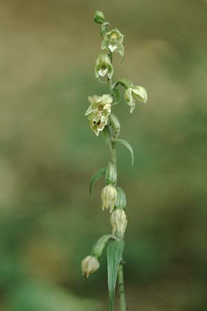 Epipactis pontica \ Pontische Ständelwurz / Pontic Helleborine, A  Frohnleiten a.d.Mur 5.8.1995 