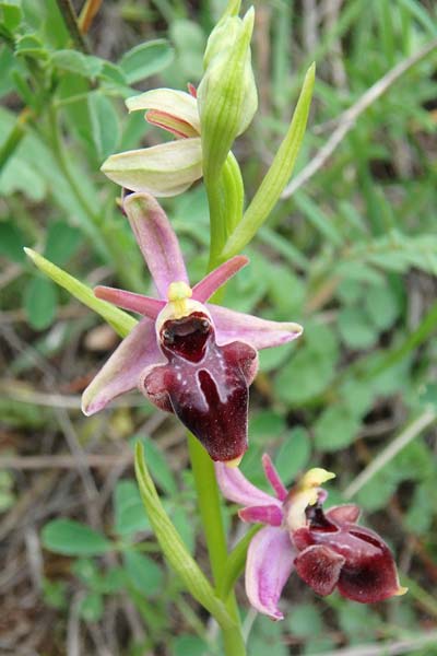 Ophrys abchasica x cyclocheila, Aserbaidschan/Azerbaijan,  Xizi 3.5.2019 (Photo: Luc Segers)