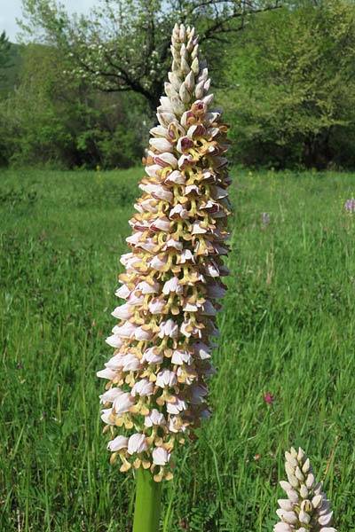 Orchis punctulata x stevenii, Aserbaidschan/Azerbaijan,  Qabala 3.5.2019 (Photo: Luc Segers)