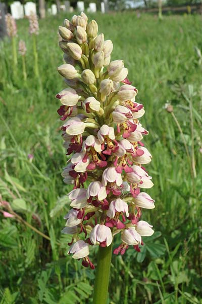 Orchis punctulata x stevenii, Aserbaidschan/Azerbaijan,  Qabala 3.5.2019 (Photo: Luc Segers)