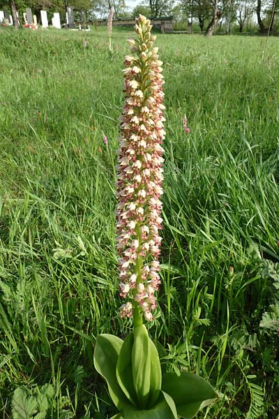 Orchis punctulata x stevenii, Aserbaidschan/Azerbaijan,  Qabala 3.5.2019 (Photo: Luc Segers)