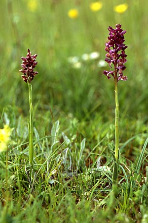 Anacamptis coriophora x morio, Bosnien-Herzegowina/Bosnia-Herzegovina,  Brod 29.5.2004 (Photo: Helmut Presser)