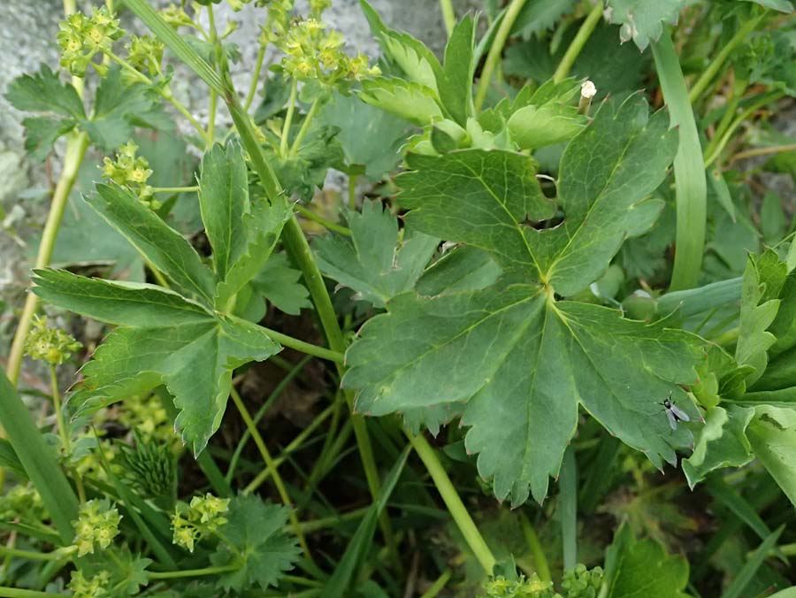 Alchemilla fissa agg. \ Zerschlitzter Frauenmantel / Hairless Lady's Mantle, CH Fl&uuml;elapass 5.7.2026
