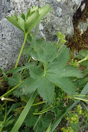 Alchemilla fissa agg. \ Zerschlitzter Frauenmantel / Hairless Lady's Mantle, CH Fl&uuml;elapass 5.7.2026