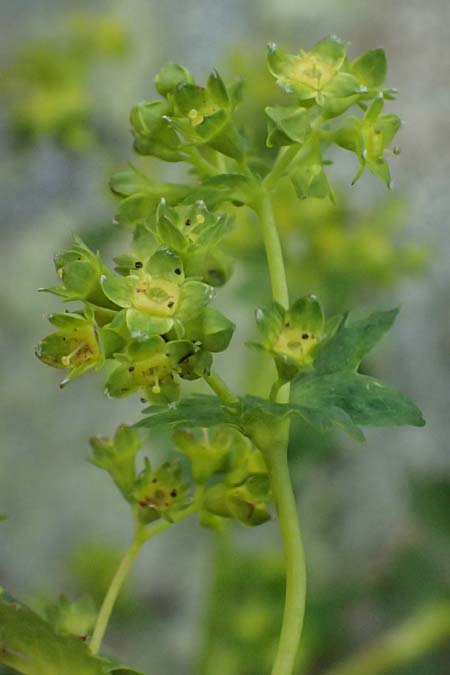 Alchemilla fissa agg. \ Zerschlitzter Frauenmantel / Hairless Lady's Mantle, CH Fl&uuml;elapass 5.7.2026