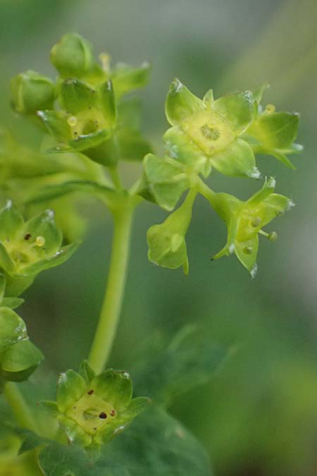 Alchemilla fissa agg. \ Zerschlitzter Frauenmantel / Hairless Lady's Mantle, CH Fl&uuml;elapass 5.7.2026