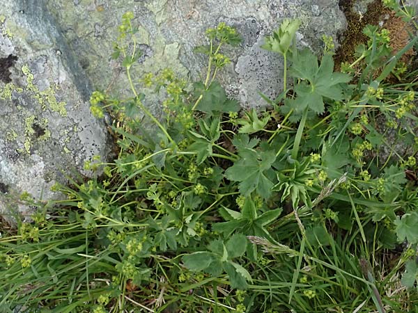 Alchemilla fissa agg. \ Zerschlitzter Frauenmantel / Hairless Lady's Mantle, CH Fl&uuml;elapass 5.7.2026