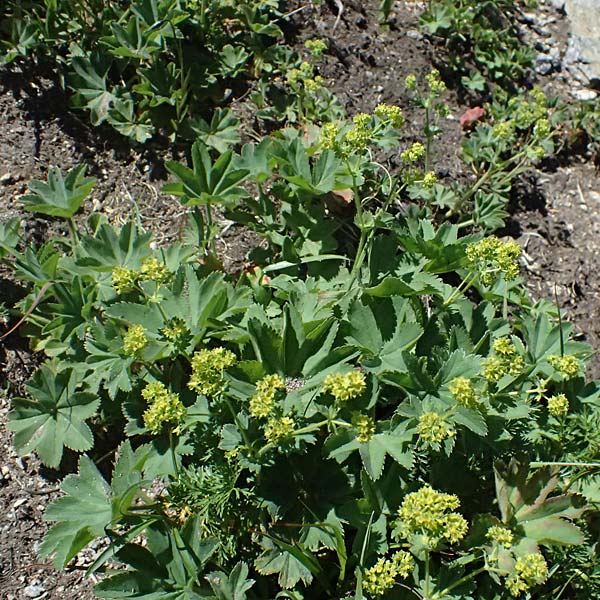 Alchemilla spec6 ? \ Frauenmantel / Lady's Mantle, CH Fl&uuml;elapass 12.7.2026