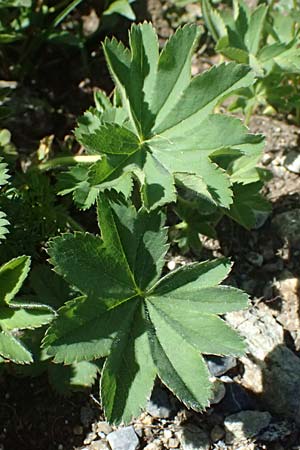 Alchemilla spec6 ? \ Frauenmantel / Lady's Mantle, CH Fl&uuml;elapass 12.7.2026
