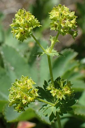 Alchemilla spec6 ? \ Frauenmantel / Lady's Mantle, CH Fl&uuml;elapass 12.7.2026