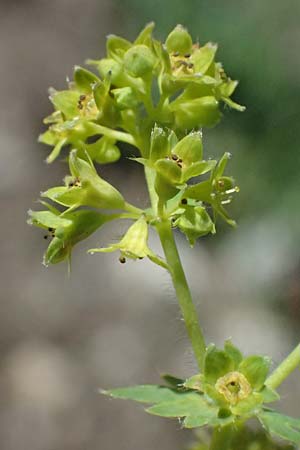 Alchemilla spec6 ? \ Frauenmantel / Lady's Mantle, CH Fl&uuml;elapass 12.7.2026