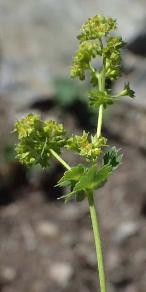 Alchemilla spec6 ? \ Frauenmantel / Lady's Mantle, CH Fl&uuml;elapass 12.7.2026