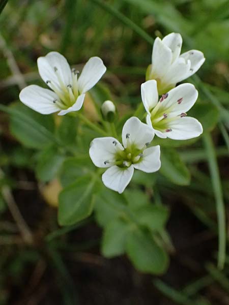 Cardamine amara \ Bitteres Schaumkraut, CH Fl&uuml;elapass 5.7.2026