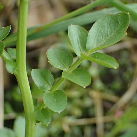 Cardamine amara \ Bitteres Schaumkraut, CH Fl&uuml;elapass 5.7.2026