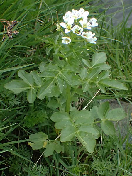 Cardamine amara \ Bitteres Schaumkraut, CH Fl&uuml;elapass 5.7.2026