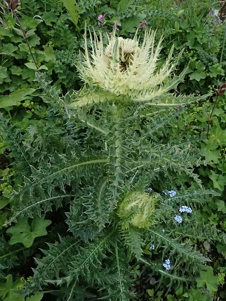 Cirsium spinosissimum, Spiniest Thistle Cirsium spinosissimum, Spiniest Thistle