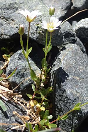 Cerastium uniflorum \ Einbl�tiges Hornkraut / Glacier Mouse-Ear, CH Fl&uuml;elapass 12.7.2026