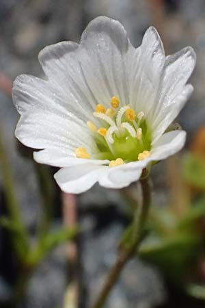 Cerastium uniflorum \ Einbl�tiges Hornkraut / Glacier Mouse-Ear, CH Fl&uuml;elapass 12.7.2026