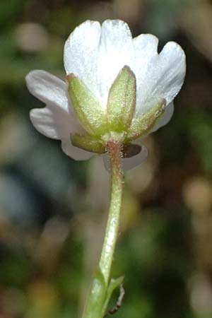 Cerastium uniflorum \ Einbl�tiges Hornkraut / Glacier Mouse-Ear, CH Fl&uuml;elapass 12.7.2026