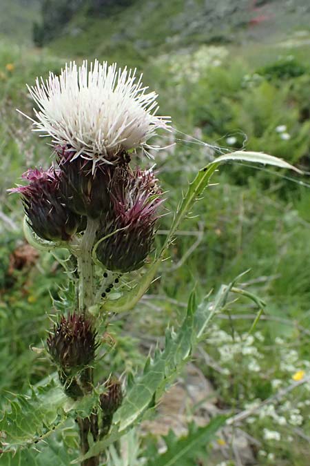 Cirsium montanum x spinosissimum, Hybrid Thistle Cirsium montanum x spinosissimum, Hybrid Thistle