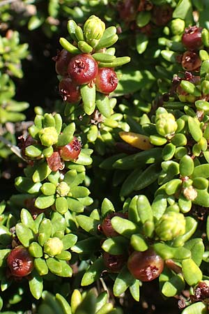 Empetrum nigrum \ Krhenbeere, Rauschbeere, CH Gotthard 12.6.2017