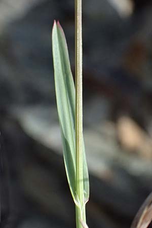 Helictotrichon versicolor \ Bunter Wiesenhafer / Oat Grass, CH Umbrail-Pass / Passo dell'Umbrail 7.7.2026
