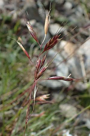 Helictotrichon versicolor \ Bunter Wiesenhafer / Oat Grass, CH Umbrail-Pass / Passo dell'Umbrail 7.7.2026