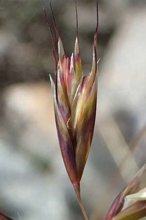 Helictotrichon versicolor \ Bunter Wiesenhafer / Oat Grass, CH Umbrail-Pass / Passo dell'Umbrail 7.7.2026