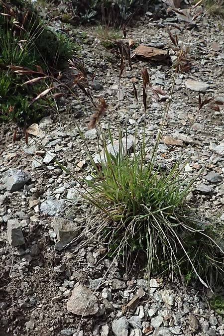 Helictotrichon versicolor \ Bunter Wiesenhafer / Oat Grass, CH Umbrail-Pass / Passo dell'Umbrail 7.7.2026