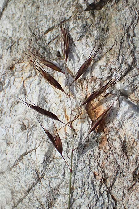 Helictotrichon versicolor \ Bunter Wiesenhafer / Oat Grass, CH Umbrail-Pass / Passo dell'Umbrail 7.7.2026