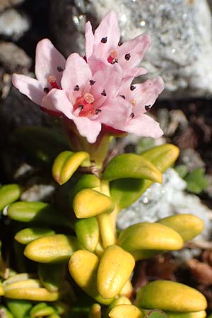 Kalmia procumbens \ Alpen-Azalee, Gmsheide / Trailing Azalea, Mountain Mountain Laurel, CH Gotthard 12.6.2017