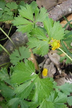 Ranunculus lyratus \ Birsigtaler Gold-Hahnenfu / Birsigtal Goldilocks, CH Biederthal 13.4.2011