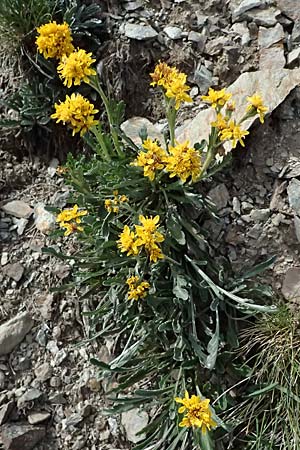 Senecio incanus subsp. carniolicus / Carniolan Ragwort, CH Passo dell'Umbrail 7.7.2026