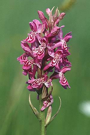 Dactylorhiza fuchsii x incarnata, CH   Aarau 14.6.2001 