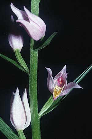 Cephalanthera longifolia x rubra, CH   Goldau 1.6.2001 