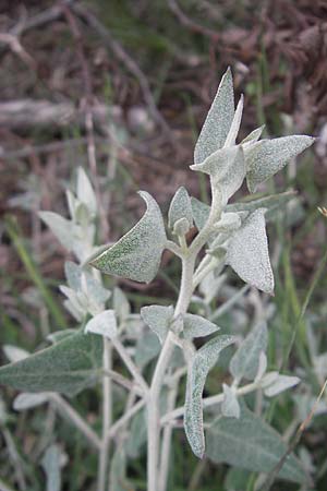 Atriplex prostrata \ Spie-Melde, Spieblttrige Melde / Spear-Leaved Orache, Korsika/Corsica Tizzano 31.5.2010