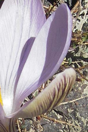 Crocus corsicus / Corsican Crocus, Corsica Monte Cinto 25.5.2010