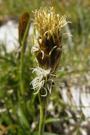 Carex ericetorum \ Heide-Segge / Heath Sedge, Korsika/Corsica Restonica 26.5.2010