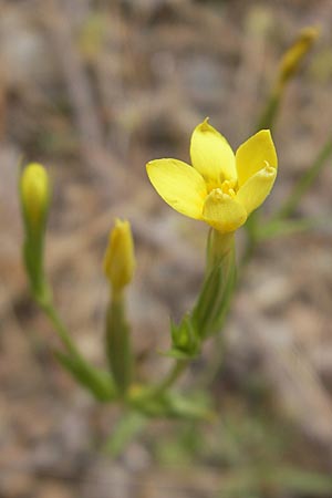 Centaurium maritimum \ Gelbes Tausendgldenkraut / Yellow Centaury, Sea Centaury, Korsika/Corsica Porto 28.5.2010