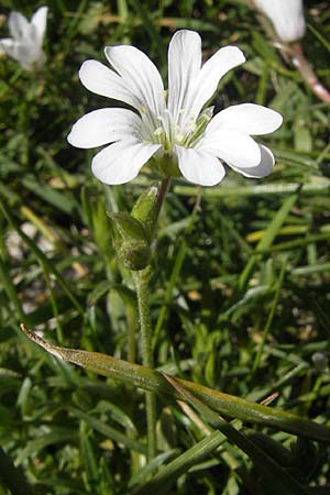 Cerastium soleirolii / Soleirol Mouse-Ear, Corsica Restonica 26.5.2010