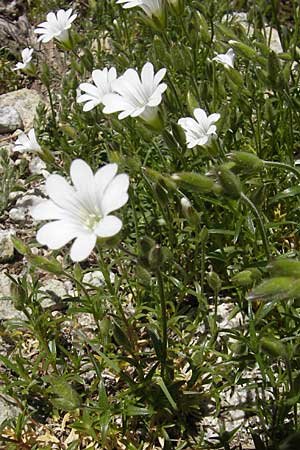 Cerastium soleirolii / Soleirol Mouse-Ear, Corsica Restonica 26.5.2010