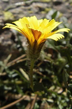 Hypochaeris robertia / Robert's Cat's-Ear, Corsica Lac de Nino 27.5.2010