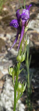 Linaria pelisseriana \ Schlundhckriges Leinkraut, Korsika Scala di Santa Regina 27.5.2010