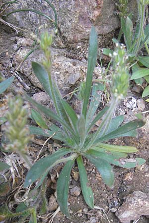 Plantago bellardii \ Haariger Wegerich / Hairy Plantain, Korsika/Corsica Scala di Santa Regina 27.5.2010