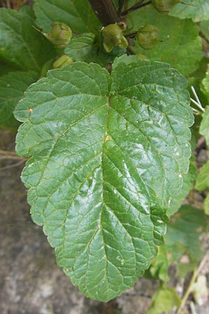 Scrophularia trifoliata \ Dreibl�ttrige Braunwurz, Korsika Zonza 2.6.2010