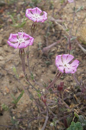 Silene sericea \ Seidenhaariges Leimkraut / Silky Campion, Korsika/Corsica Tizzano 31.5.2010