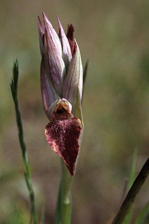 Serapias cordigera x nurrica, Korsika/Corsica,  Suartone 18.4.2001 (Photo: Helmut Presser)