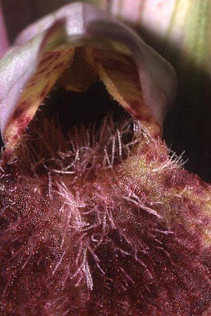 Serapias cordigera x nurrica, Korsika/Corsica,  Suartone 18.4.2001 (Photo: Helmut Presser)