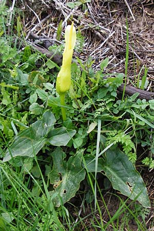 Arum creticum \ Kretischer Aronstab, Kreta Thripti 10.4.2015